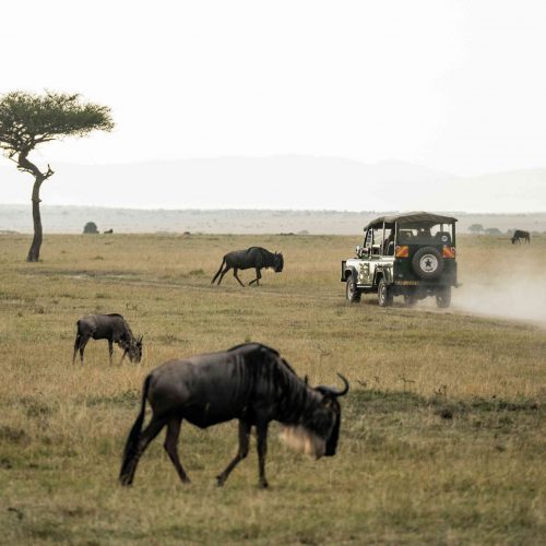 3 Days 2 Nights Masai Mara safari