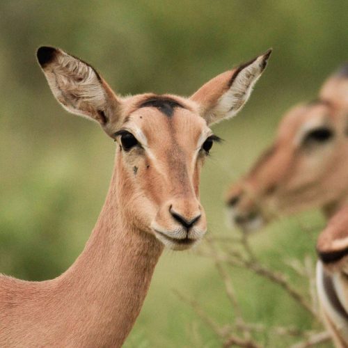 7 Days Amboseli – Lake Naivasha – Samburu – Maasai Mara Safari