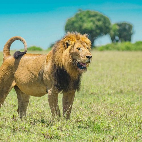 10 Days Amboseli – Olpejeta – Samburu – Lake Nakuru – Lake Naivasha – Maasai Mara