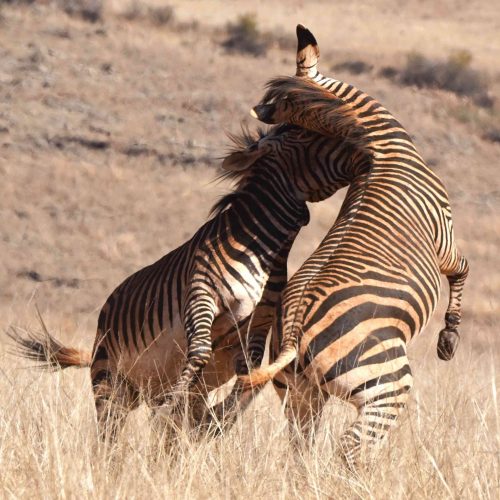 3 days Samburu National reserve Safari